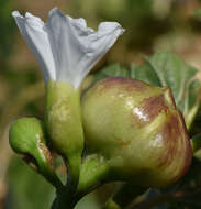 Image of Operculina aequisepala (Domin) R. W. Johnson