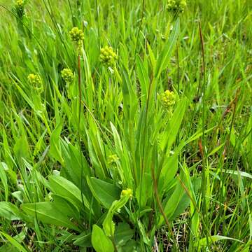 Image of Stout Meadow Ragwort