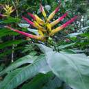 صورة Heliconia hirsuta L. fil.