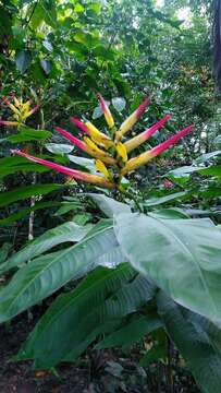 Imagem de Heliconia hirsuta L. fil.