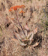 Image of Aloe striata Haw.