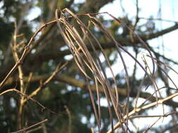 Image of Chinese catalpa