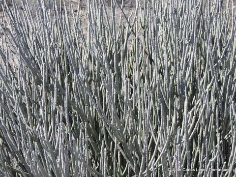 Image of Euphorbia cymbifera (Schltdl.) V. W. Steinm.