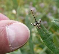 Image de Urophora quadrifasciata (Meigen 1826)