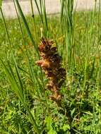 Слика од Orobanche alsatica subsp. libanotidis (Ruprecht) Pusch