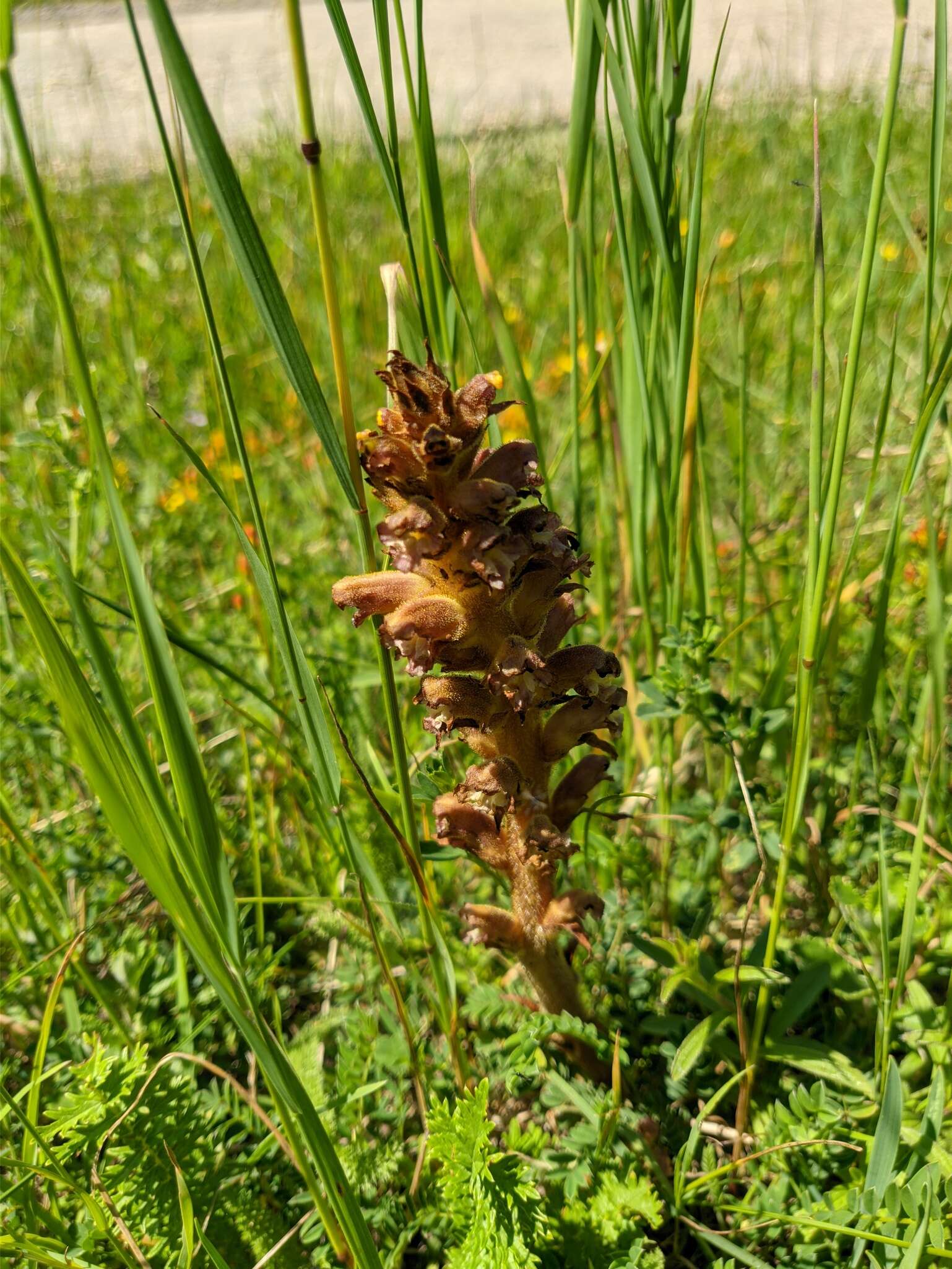 Слика од Orobanche alsatica subsp. libanotidis (Ruprecht) Pusch