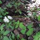 Image of hairyfruit valerian