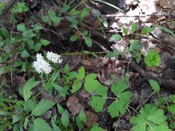 Image of hairyfruit valerian