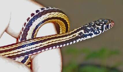 Image of Banded Keelback