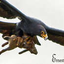 Image de Aigle de Verreaux