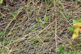 Image of slender little bluestem