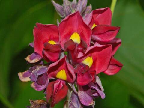 Image de Pueraria montana var. lobata (Willd.) Sanjappa & Pradeep