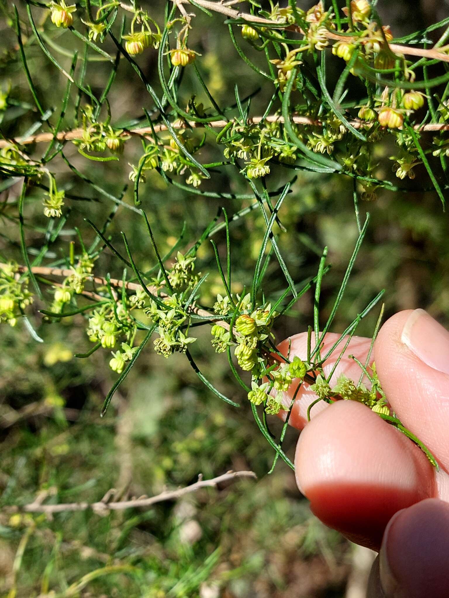 Image of Dodonaea falcata J. G. West