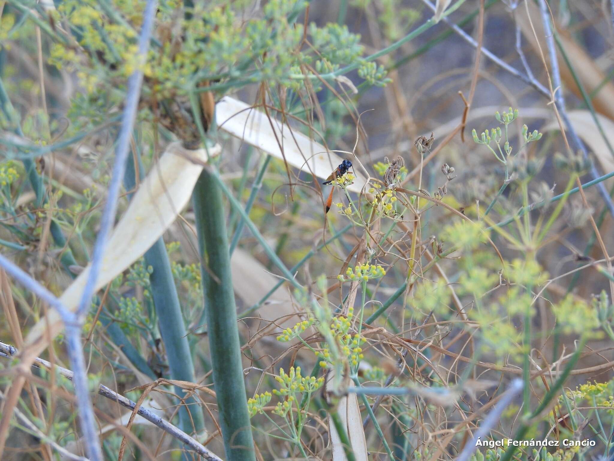 Imagem de Ammophila heydeni Dahlbom 1845