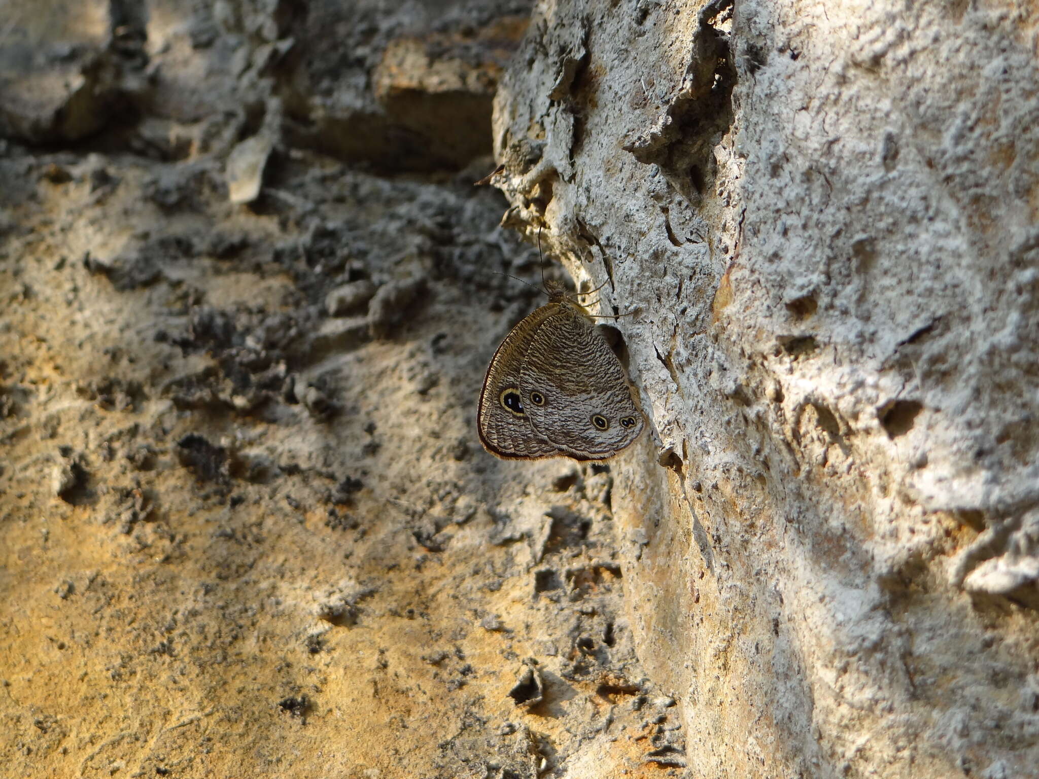 Image of Ypthima esakii Shirôzu 1960