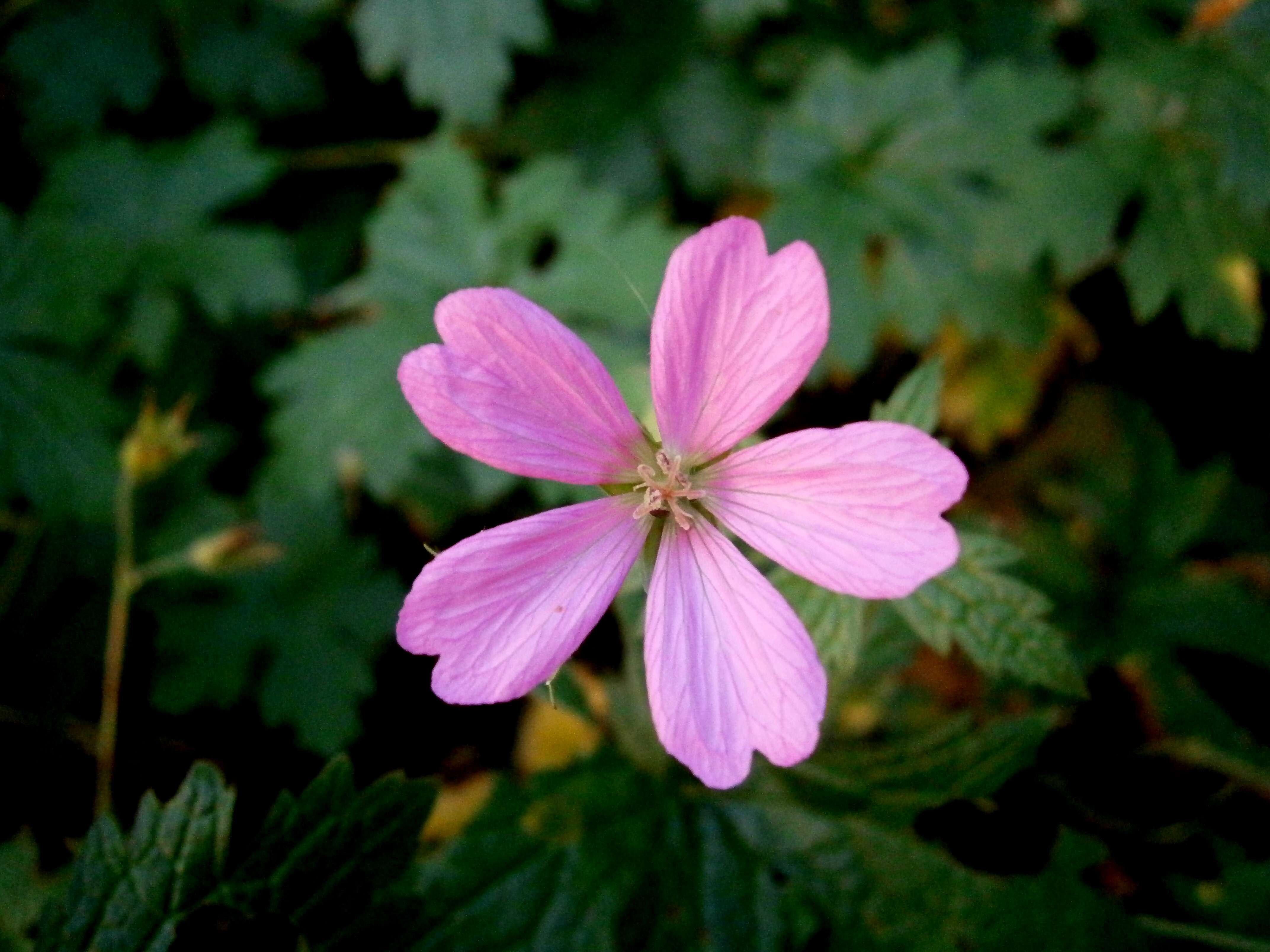 Imagem de Geranium endressii J. Gay