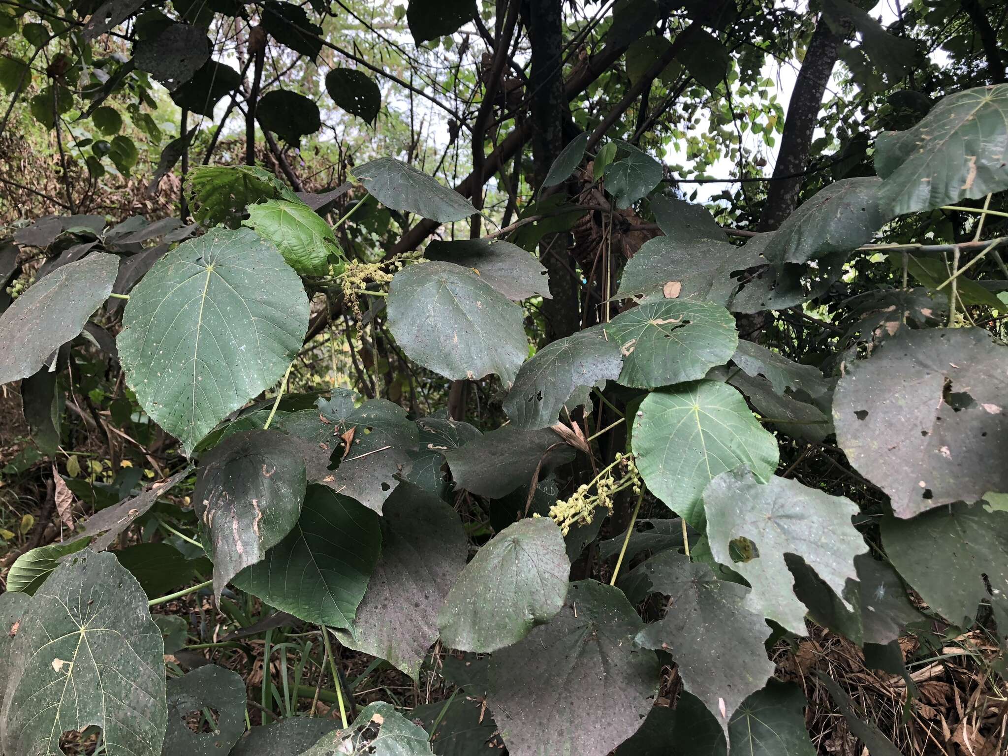 Image of parasol leaf tree