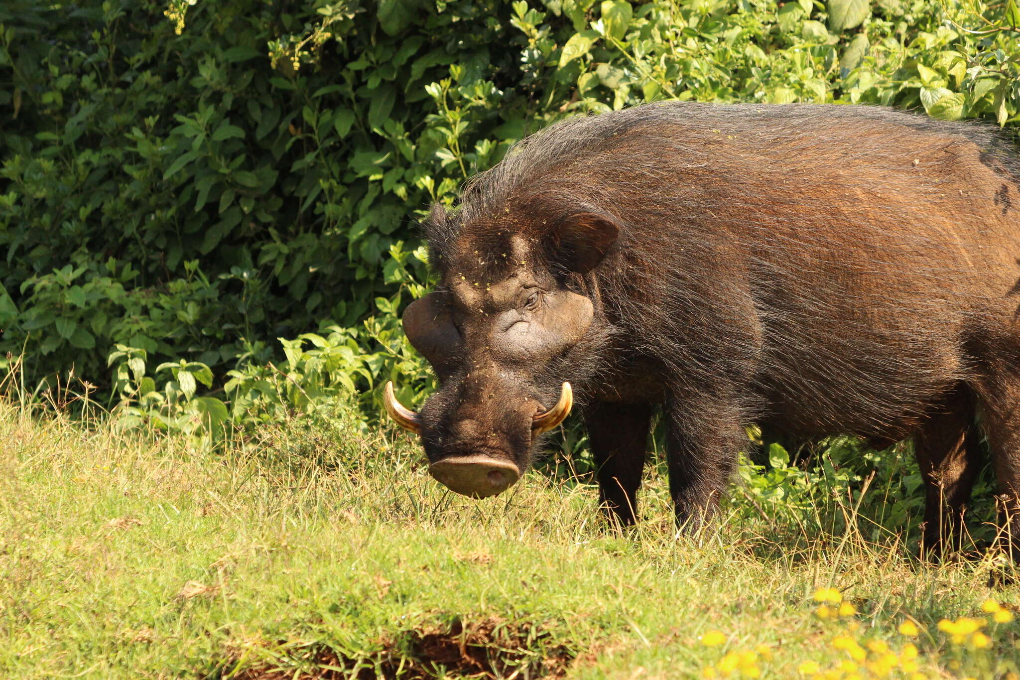 Image of Giant Forest Hogs