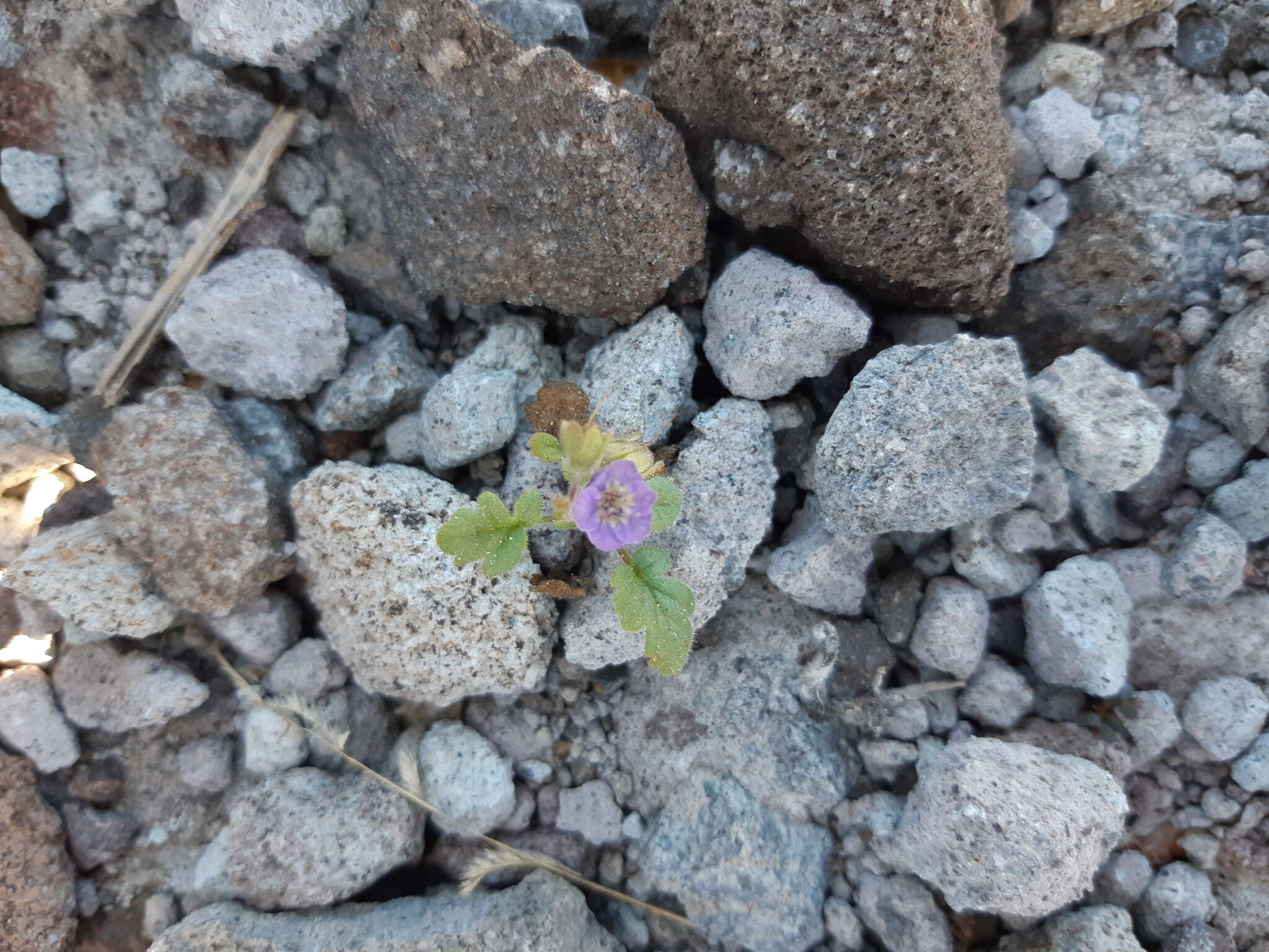 Phacelia scariosa Brandegee的圖片