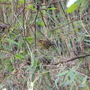 Image of Yellow-striped Brush Finch