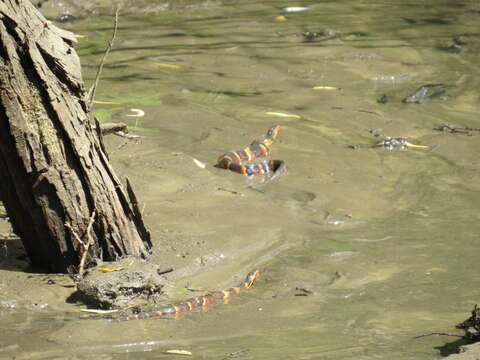 Image of Banded Water Snake