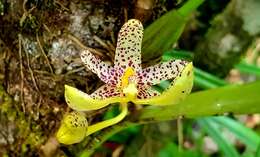 Image de Bulbophyllum baileyi F. Muell.