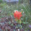 Image of giant red Indian paintbrush