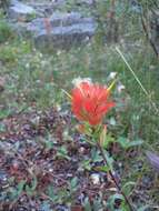 Image of giant red Indian paintbrush