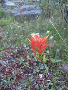 Image of giant red Indian paintbrush