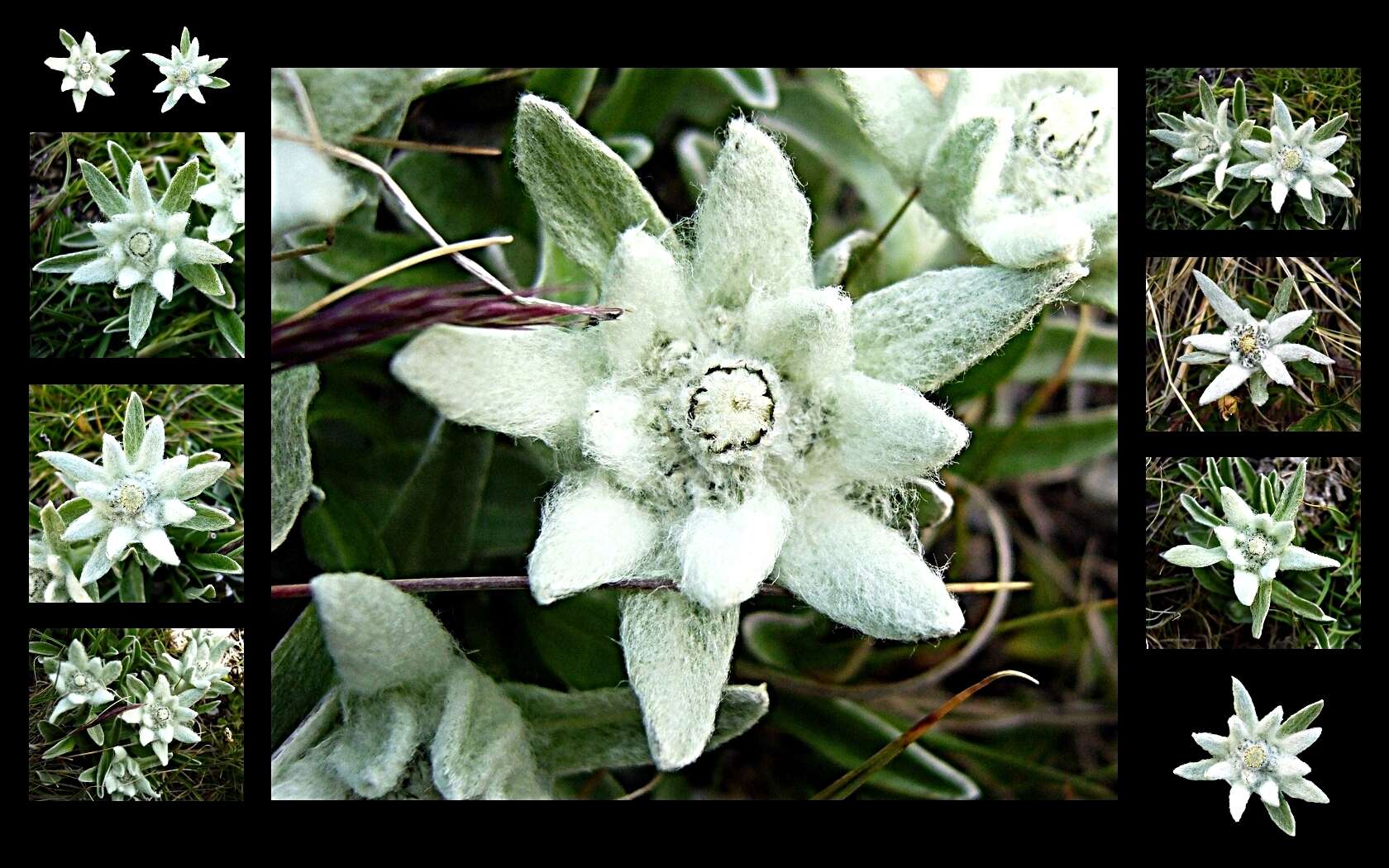 Image of edelweiss