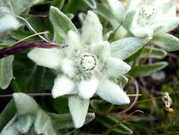 Image of edelweiss