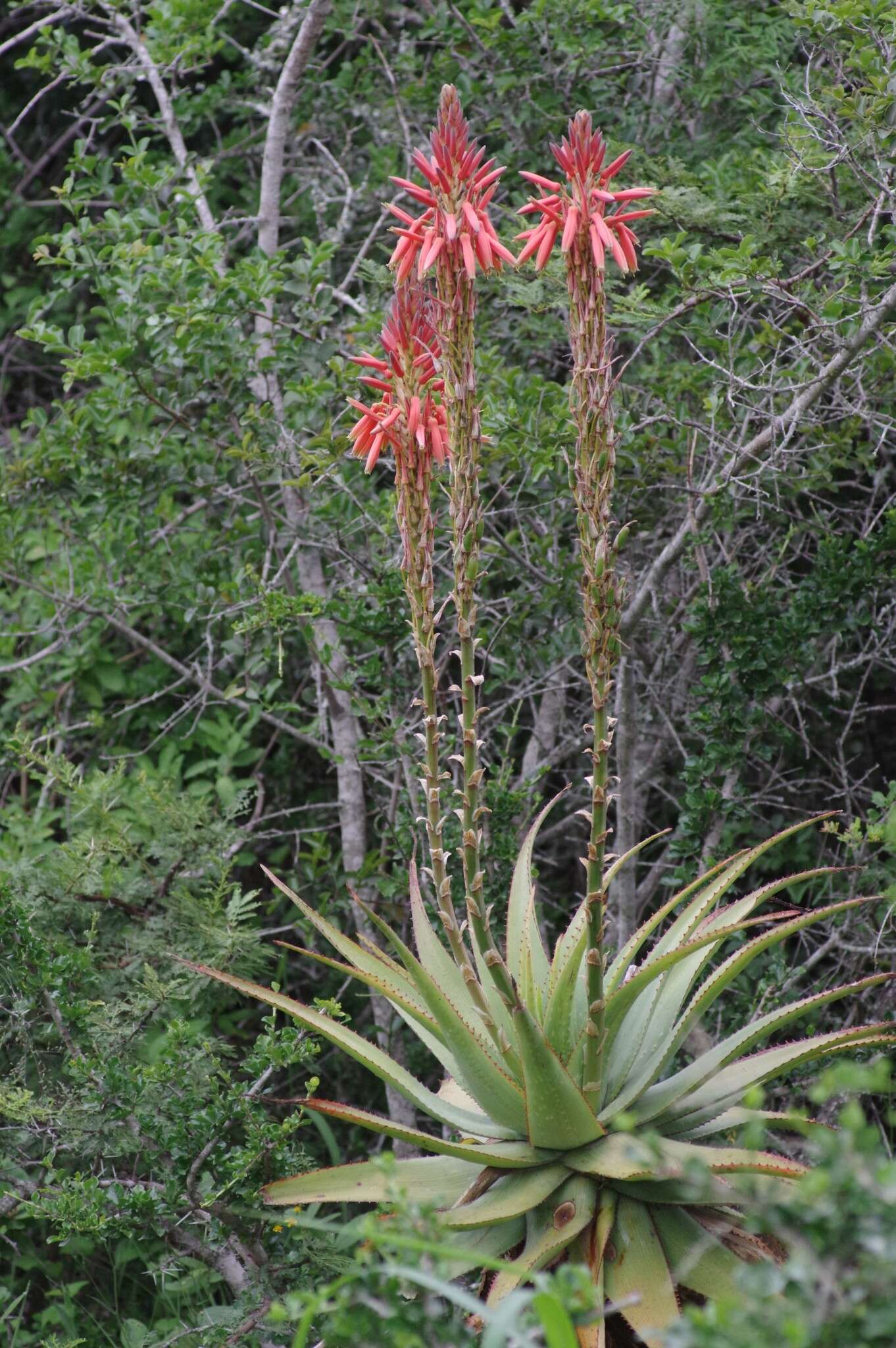 Image of Aloe lineata (Aiton) Haw.