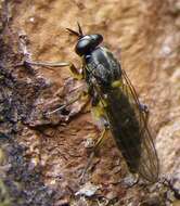 Image of Drab Wood Soldier Fly