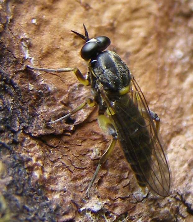 Image of Drab Wood Soldier Fly