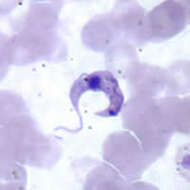 Слика од Trypanosoma subgen. Schizotrypanum