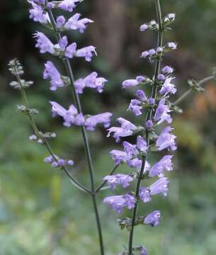 Image of Salvia japonica Thunb.