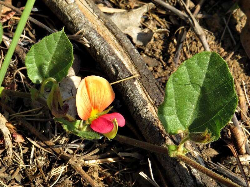 Image de Rhynchosia monophylla Schltr.