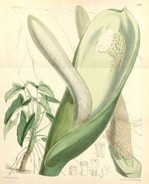 Image of philodendron