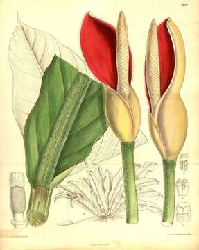 Image of philodendron