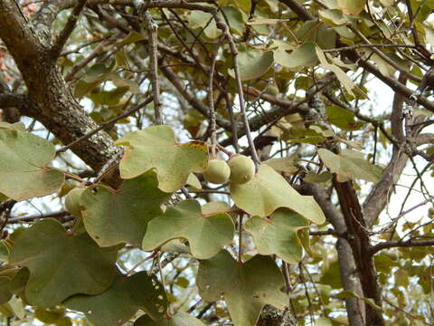 Imagem de Thespesia garckeana F. Hoffm.