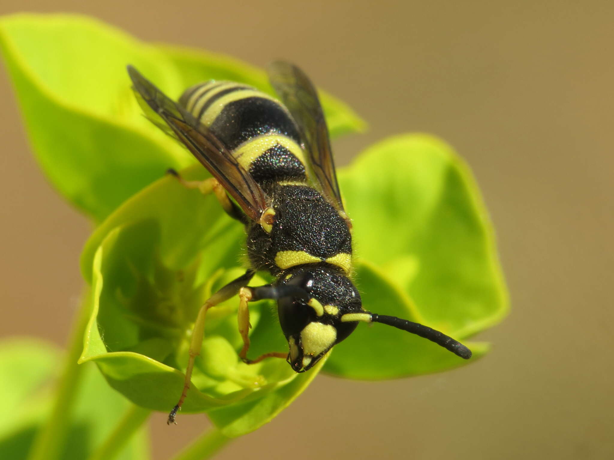 Euodynerus bidentiformis (Giordani Soika 1942)的圖片