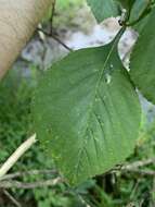 Sivun Crataegus calpodendron (Ehrh.) Medik. kuva