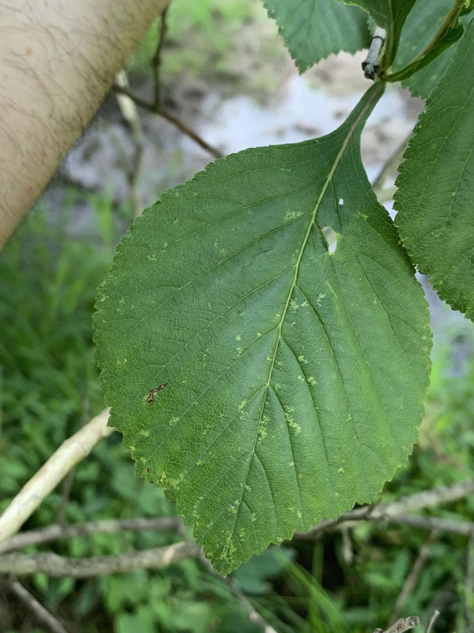 Sivun Crataegus calpodendron (Ehrh.) Medik. kuva