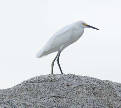 Image of Snowy Egret