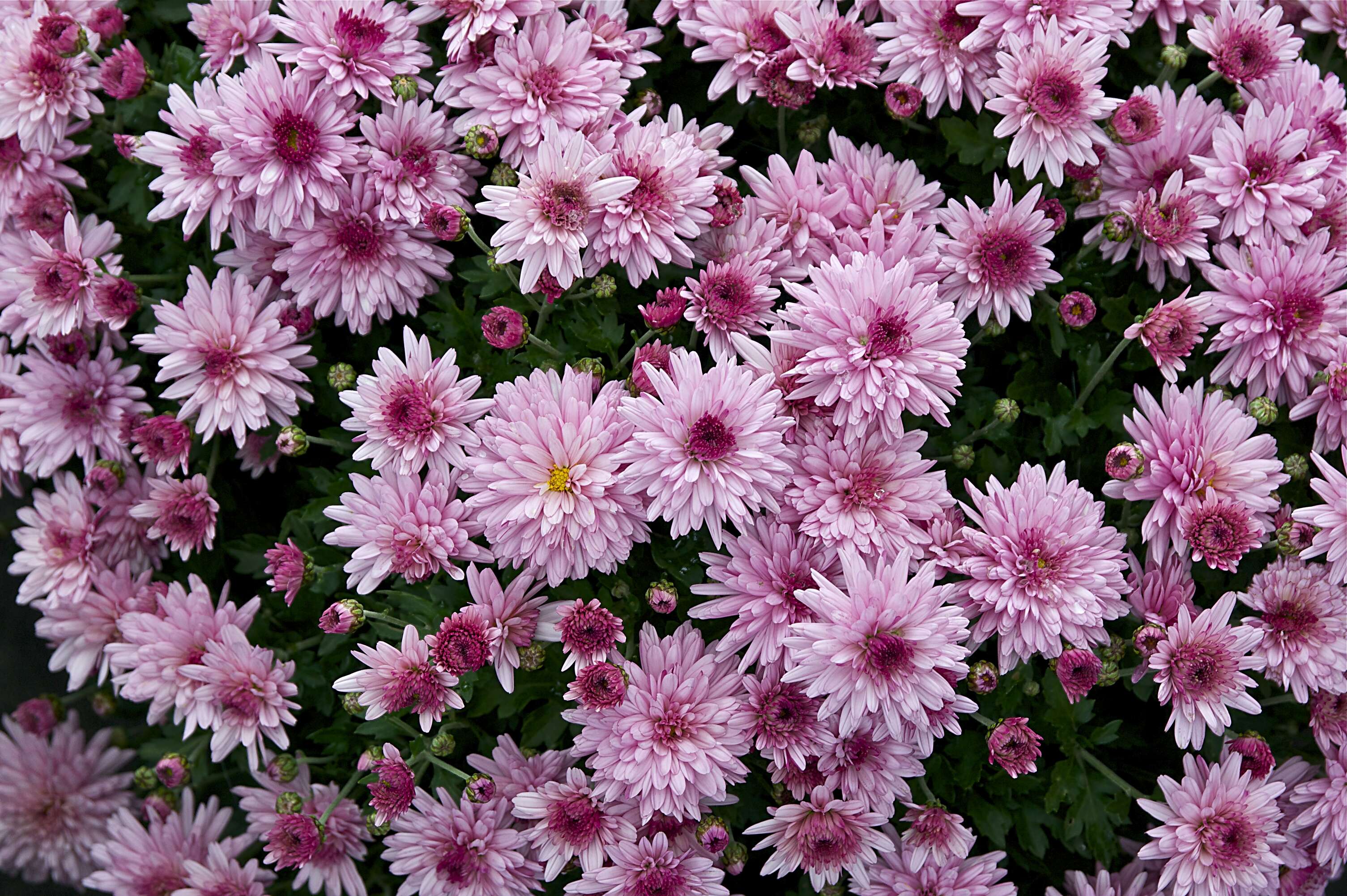 Image of florist's daisy