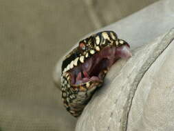 Image of Adder