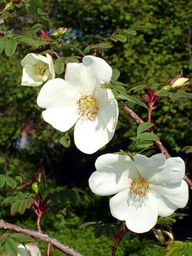 Rosa sericea Lindl. resmi