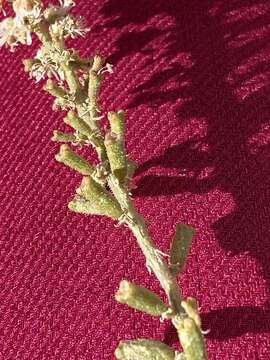 Image of Reseda stenostachya Boiss.