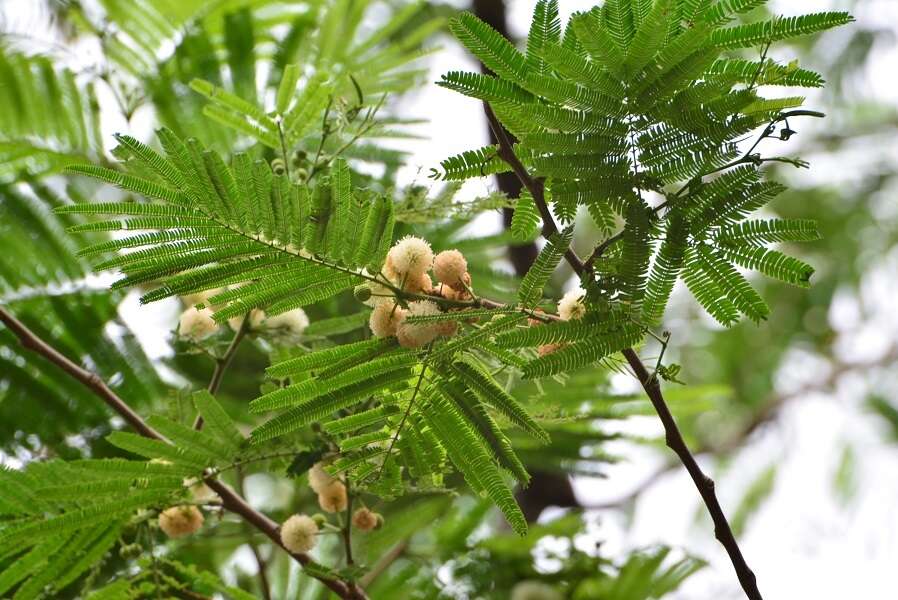 Plancia ëd Leucaena diversifolia (Schltdl.) Benth.