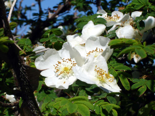 Rosa sericea Lindl. resmi